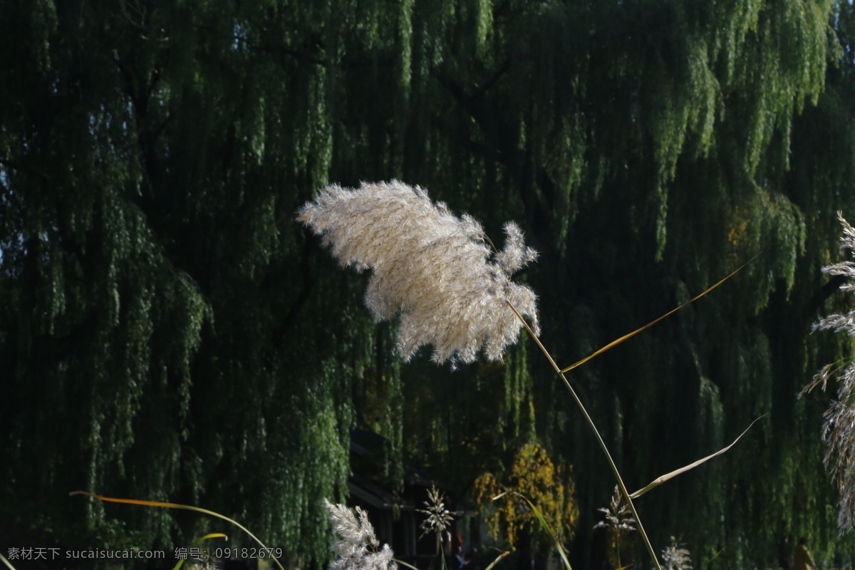 初秋芦苇花 玉渊潭风景 芦苇 芦花 苇叶 玉渊潭美景 植物 园林景观 园林风景 绿化景观 芦花蒲花 生物世界 花草