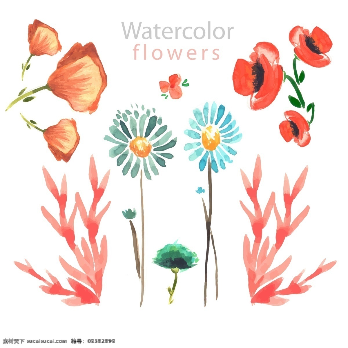 款 水彩 绘 花卉 矢量 菊花 植物 水彩绘花卉 文化艺术 绘画书法