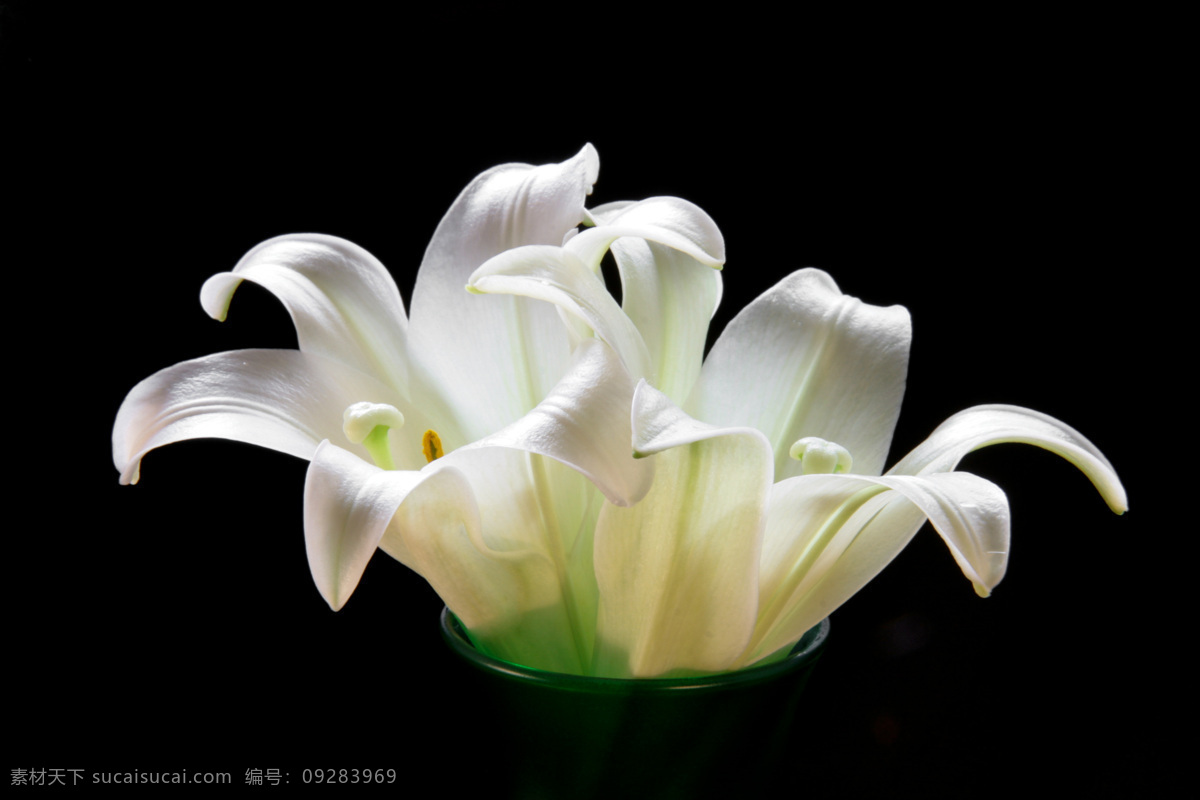 两朵百合花 摄影图片 花草摄影 花卉 花朵 百合花 白色花朵 白色花卉 花朵图片 鲜花素材 花草图片专辑 花草 生物世界