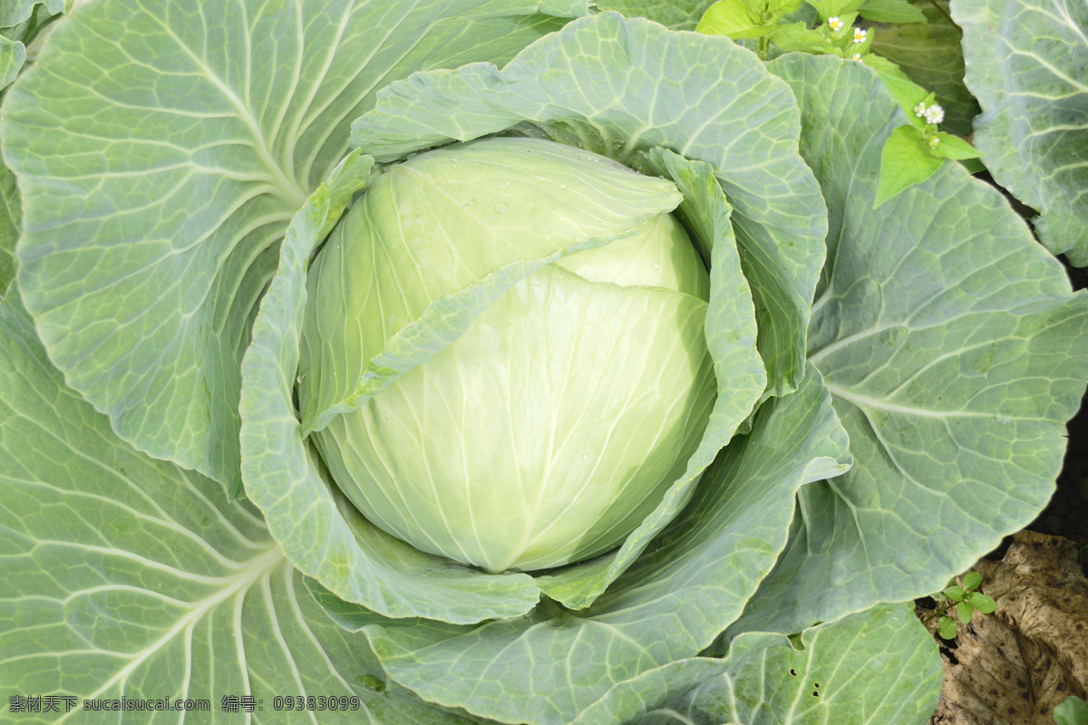 卷心菜 莲花白 包包菜 蔬菜 绿色食品 生物世界