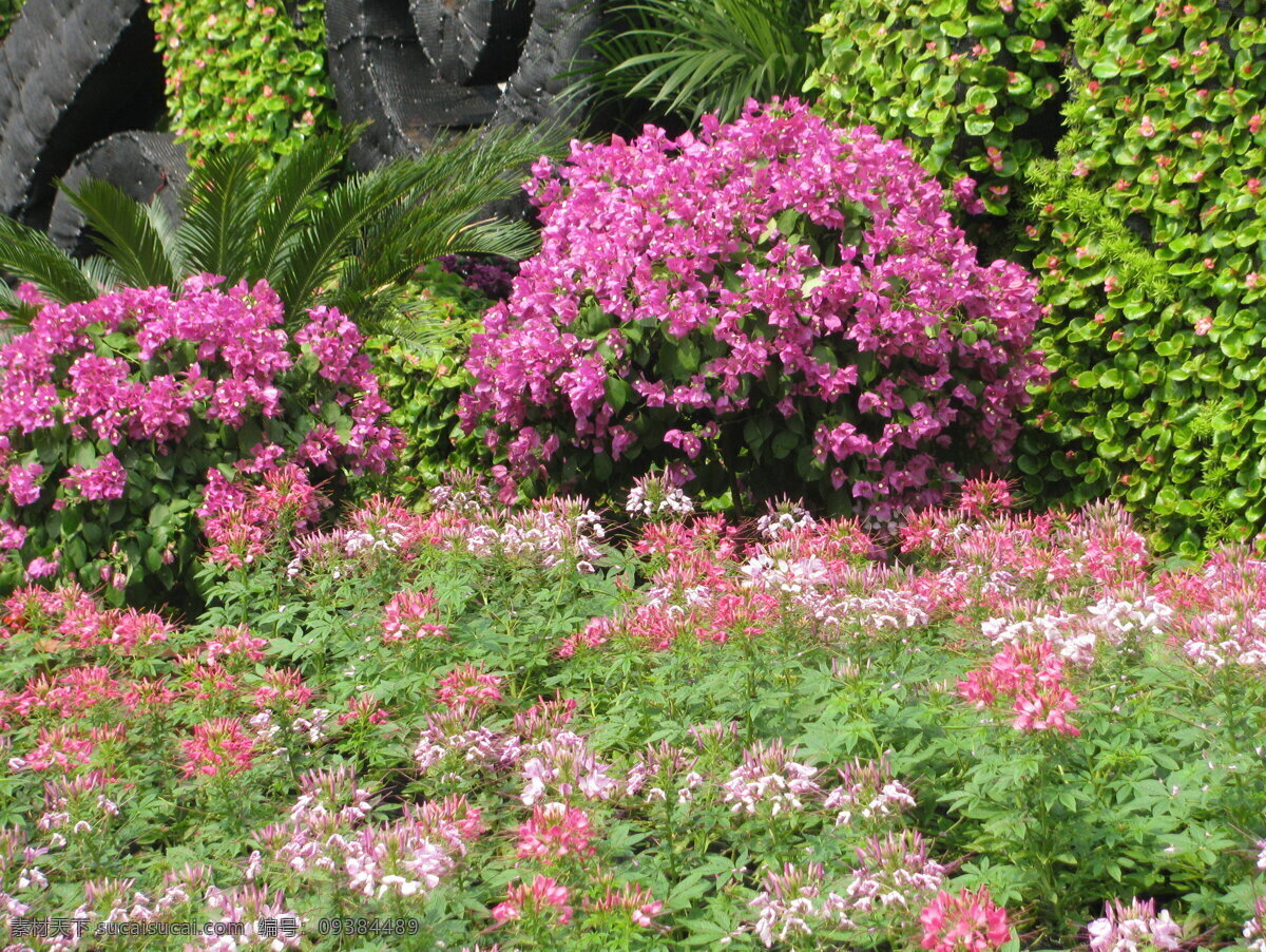 花坛 醉蝶花 三角梅 鲜花 花儿 绿化景观 花卉 枝叶 装饰画 花架花坛 生物世界 花草