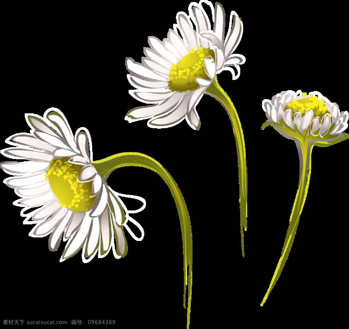 清新 淡 白色 手绘 菊花 装饰 元素 白色花朵 黄色花蕊 美丽花朵 植物 装饰元素