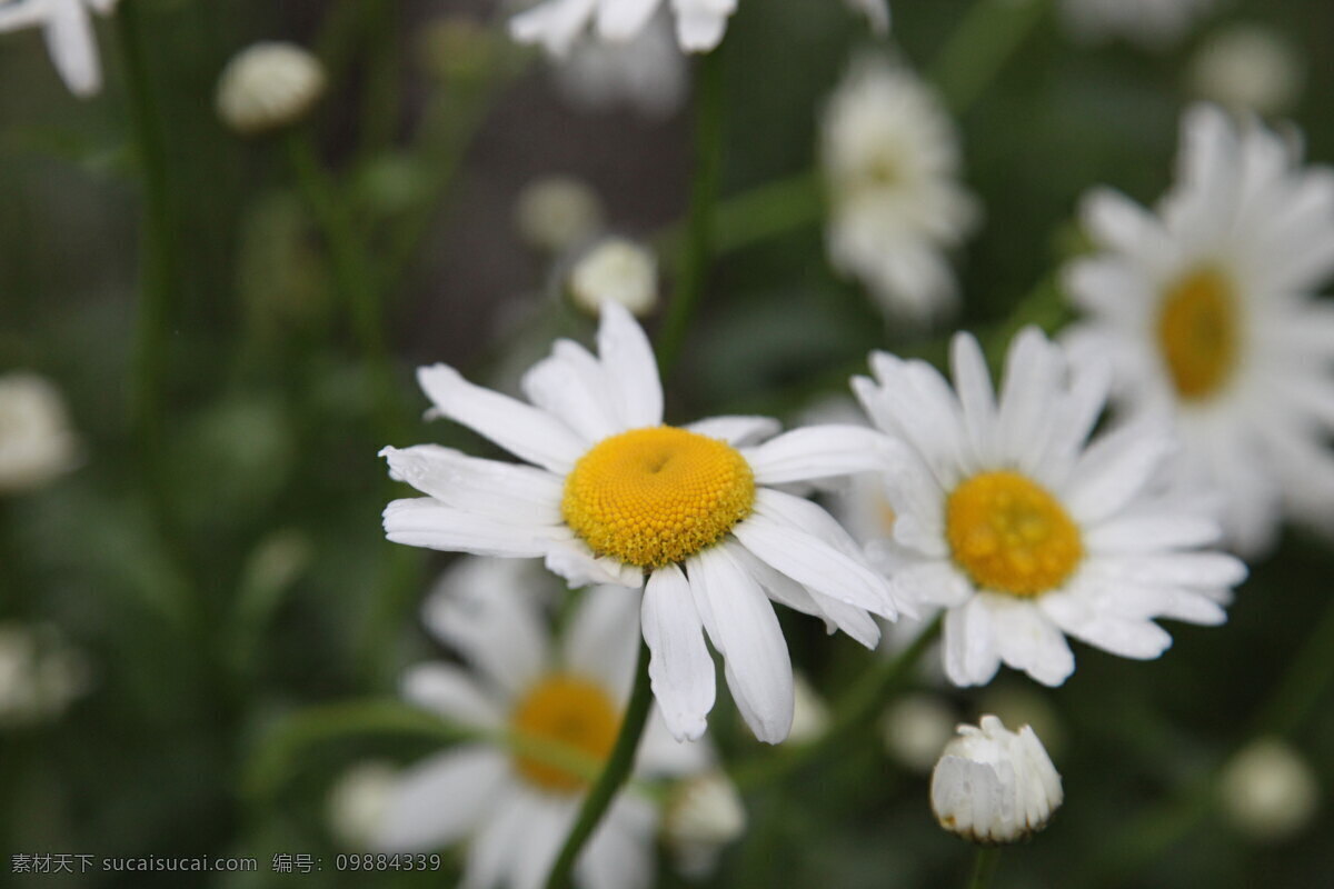 菊花 春天 雨后 黄色花 黄色 小花 小菊花 花草 生物世界