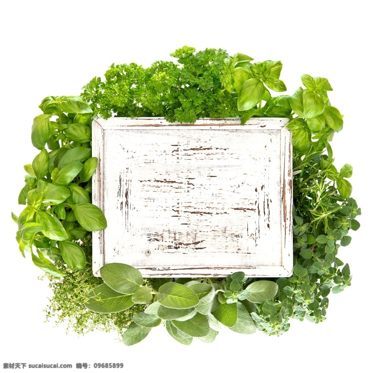 绿叶 围绕 白色 木板 空白 蔬菜图片 餐饮美食