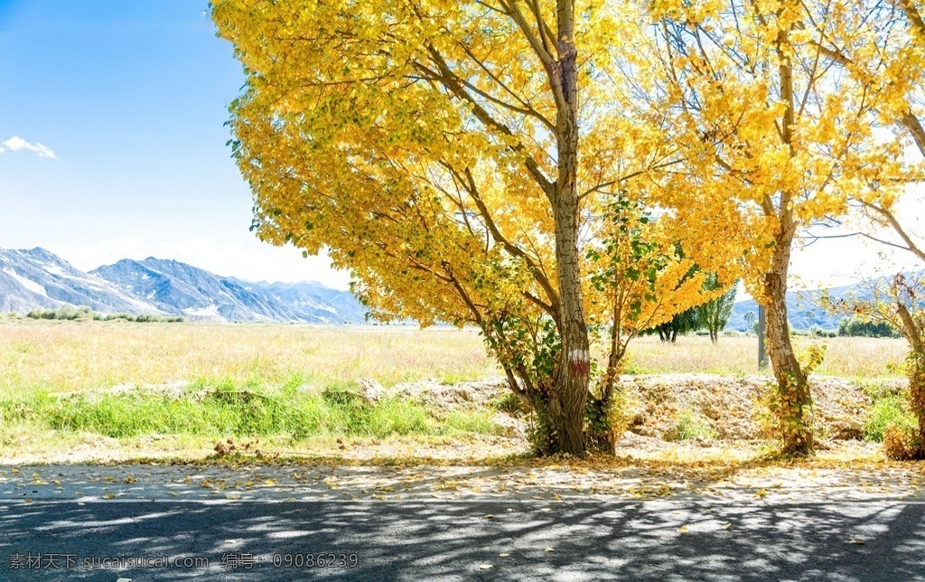 秋天图片 秋天 落叶 黄色 壁纸 高清 大自然 美景 景色 高清大图 高清不知