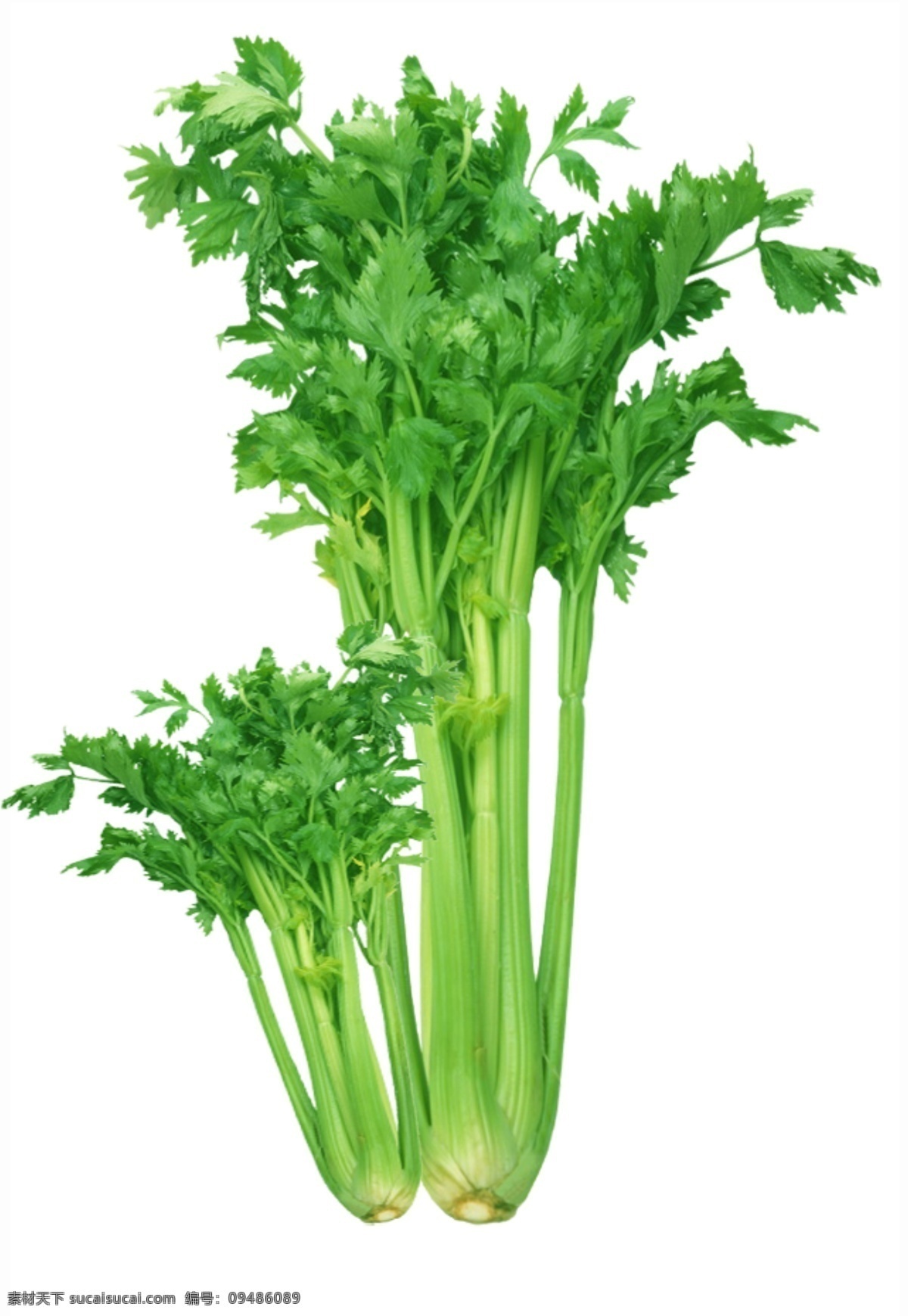 芹菜 分层 蔬菜 抠图 高清