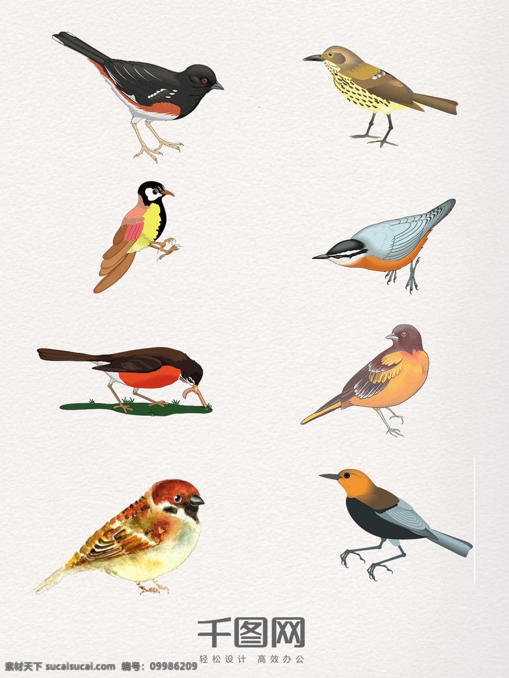 组 生动 多彩 麻雀 手 绘图 动物 鸟类 手绘 可爱的小鸟 卡通图案 麻雀觅食 色彩