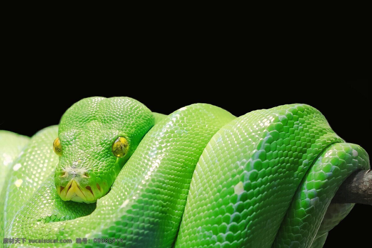 绿树蟒 蛇类 小型蟒蛇 蟒蛇 野生动物 动物 飞鸟 昆虫 禽类 生物世界