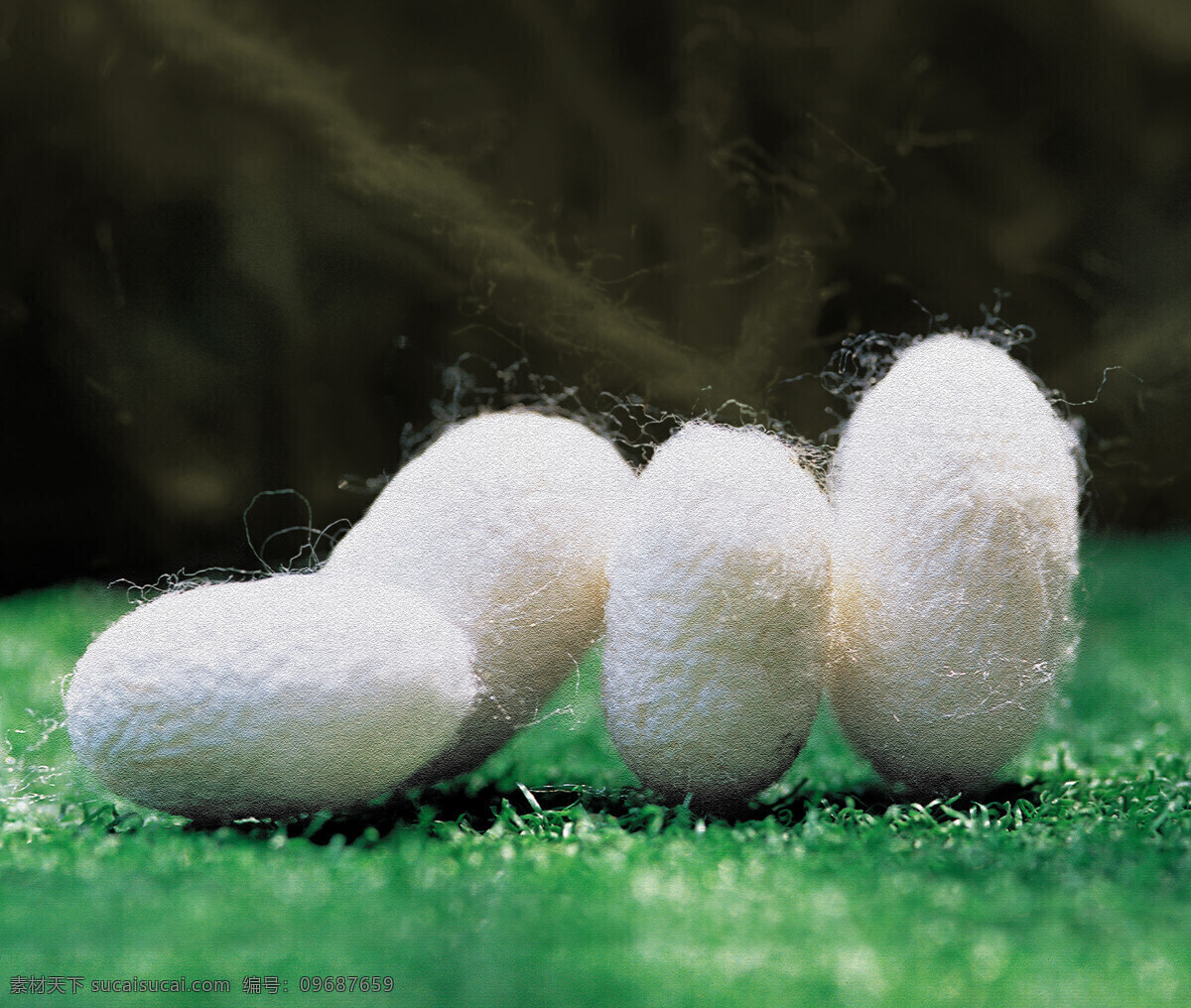 蚕茧 蚕丝 蚕丝纹理 丝绒 丝绸 丝制品 昆虫 生物世界
