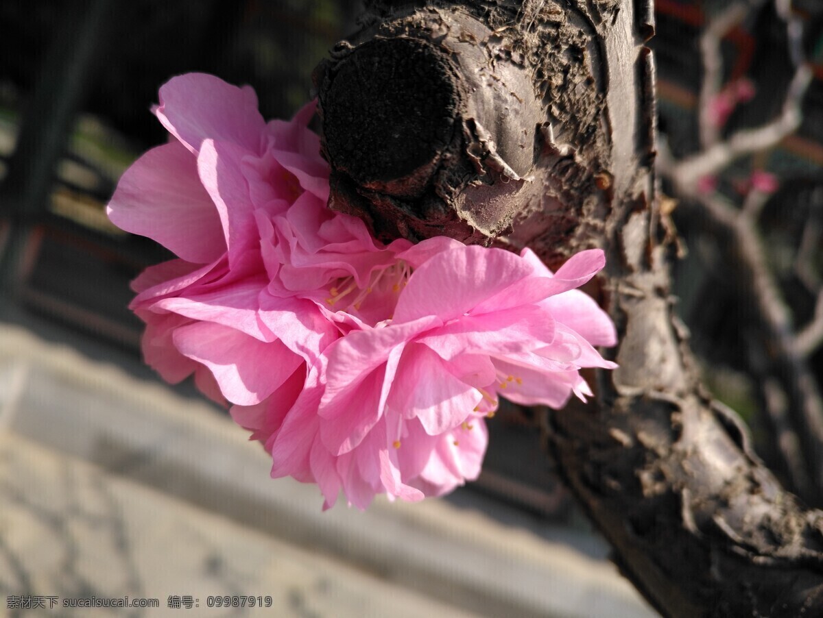 榆叶梅 颐和园风景 观赏花卉 花骨朵 榆梅 小桃红 春芽 花苞 梅花 春天 花卉 树枝 自然景观 绿化景观 榆叶梅腊梅 生物世界 花草