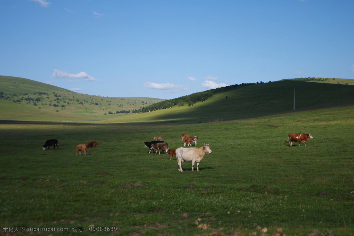 草原牛 宁静 草原 牧场 蓝天 牛 旅游摄影 国内旅游