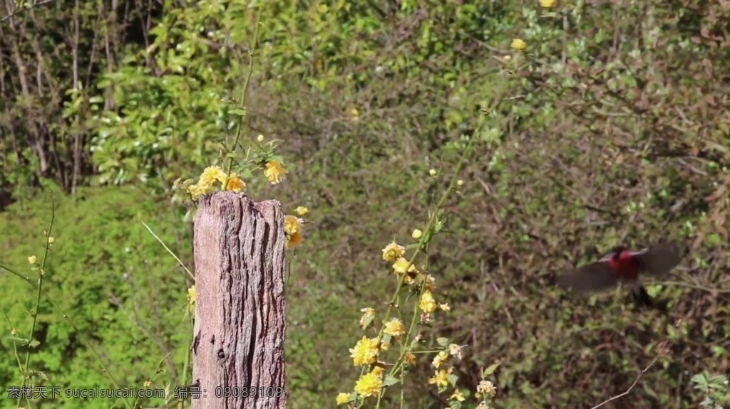 视频背景 实拍视频 视频 视频素材 视频模版 实拍 花卉 树木 背景