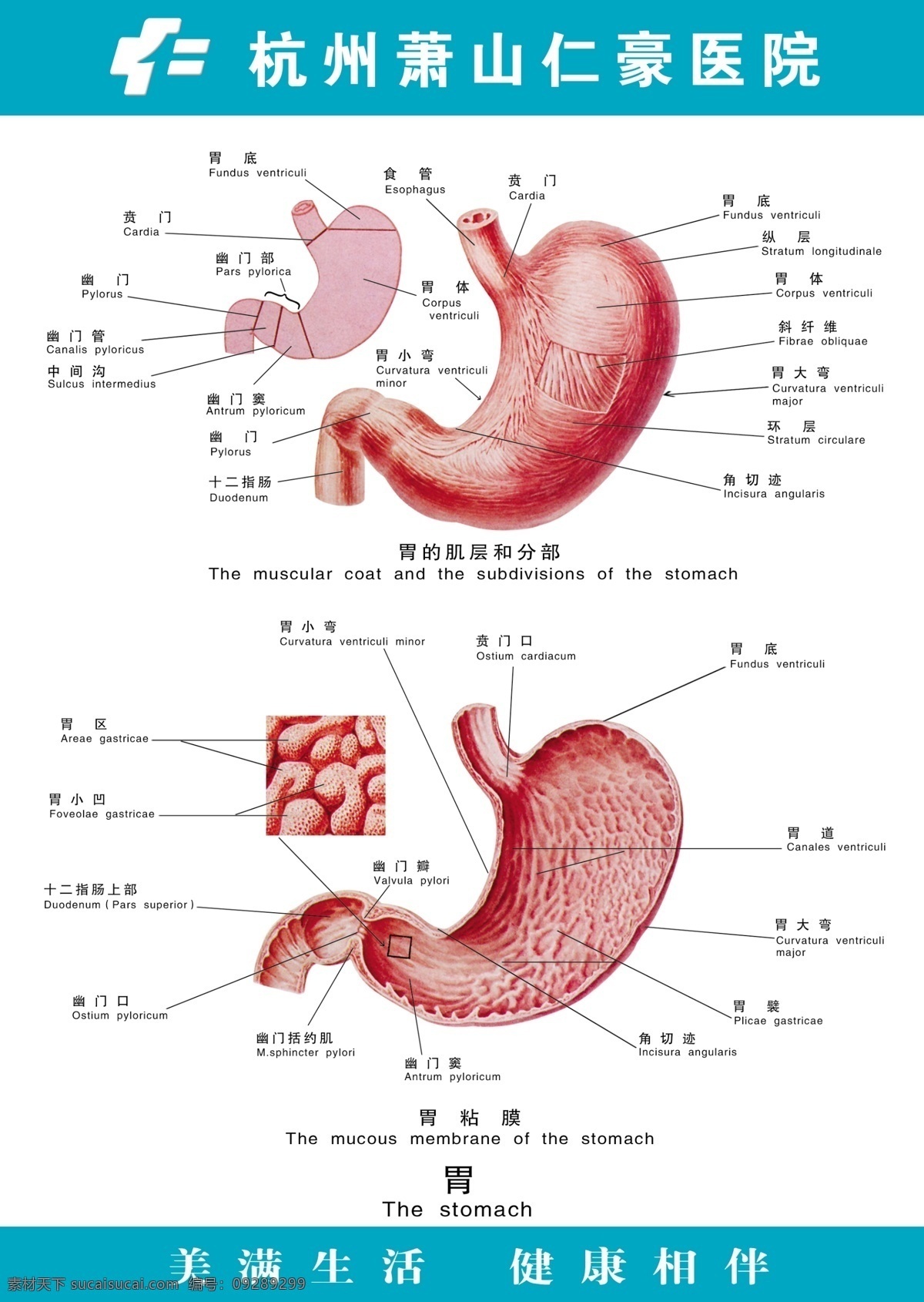 胃解剖图 医疗 剖面图 胃 广告设计模板 源文件
