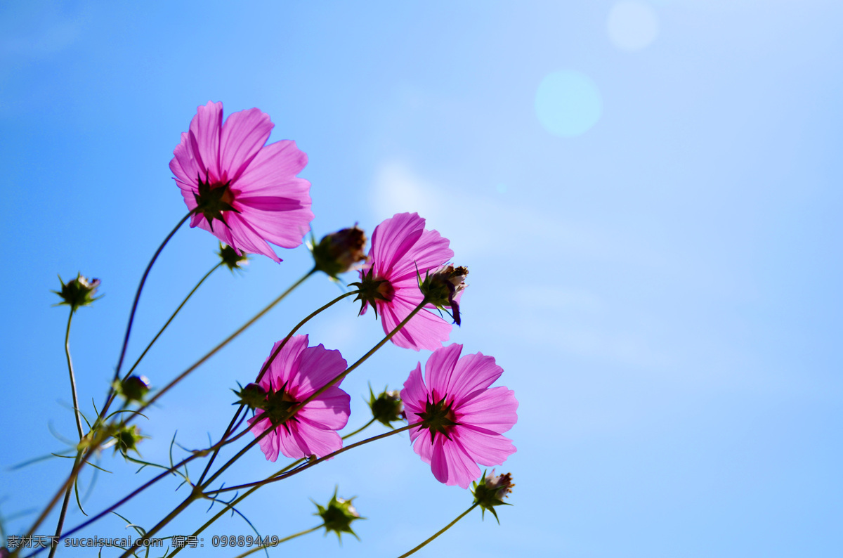 格桑花 花卉 蓝天下的红花 粉色 非洲菊 生物世界 花草
