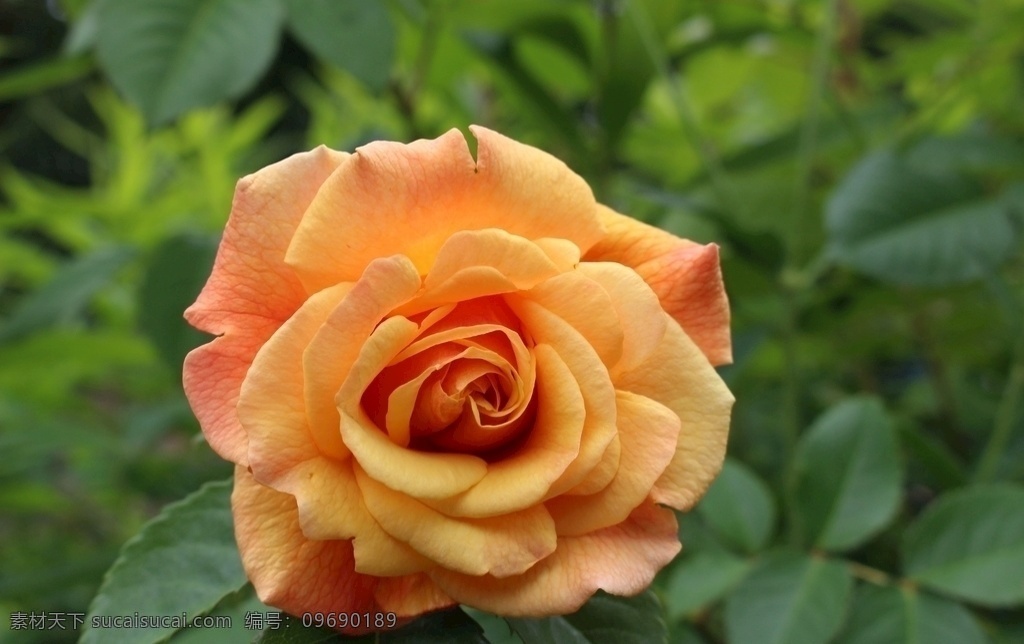 月季花 月季 蔷薇 鲜花 花卉 花之物语 花艺 园艺 园林 生物世界 花草