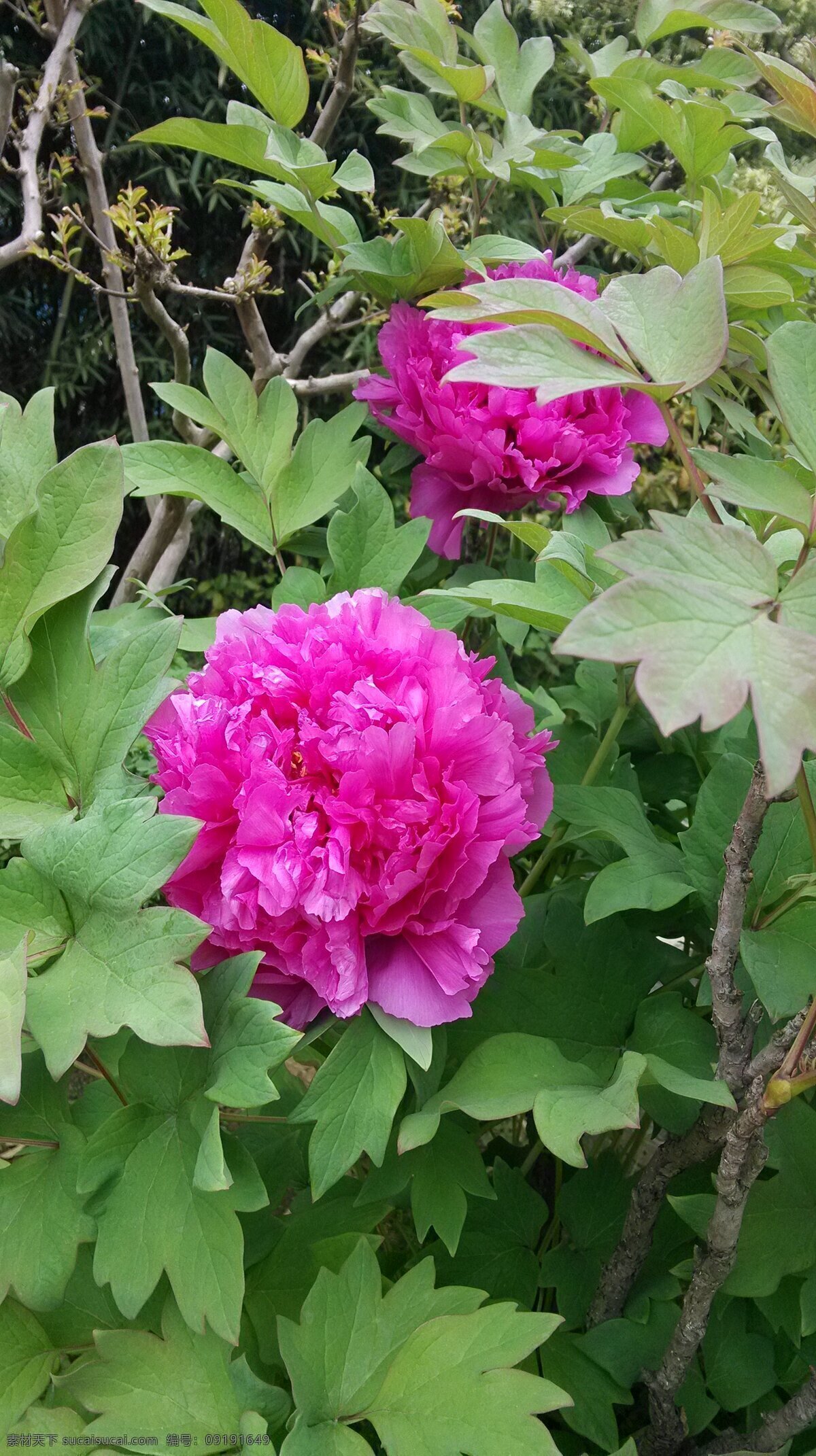 芍药 花朵 盛开 春色 美景 开花 将离 离草 婪尾春 余容 犁食 没骨花 黑牵夷 红药 花草 生物世界 绿色