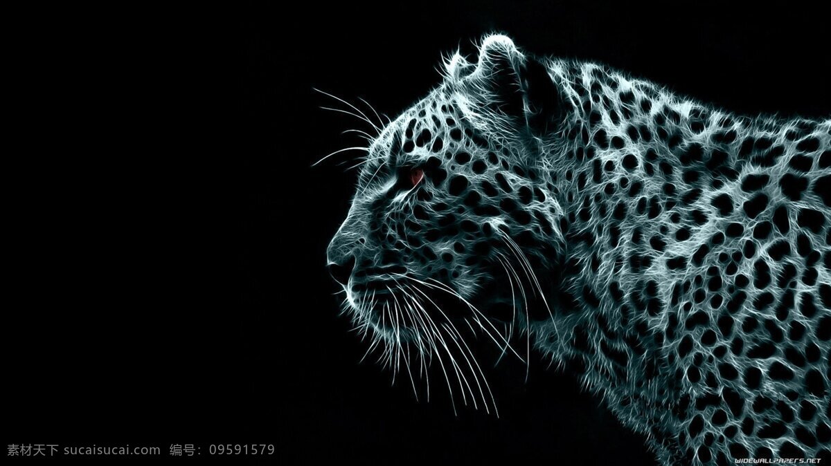 猎豹插画 猎豹 插画 黑色 背景 动物 底纹边框 背景底纹