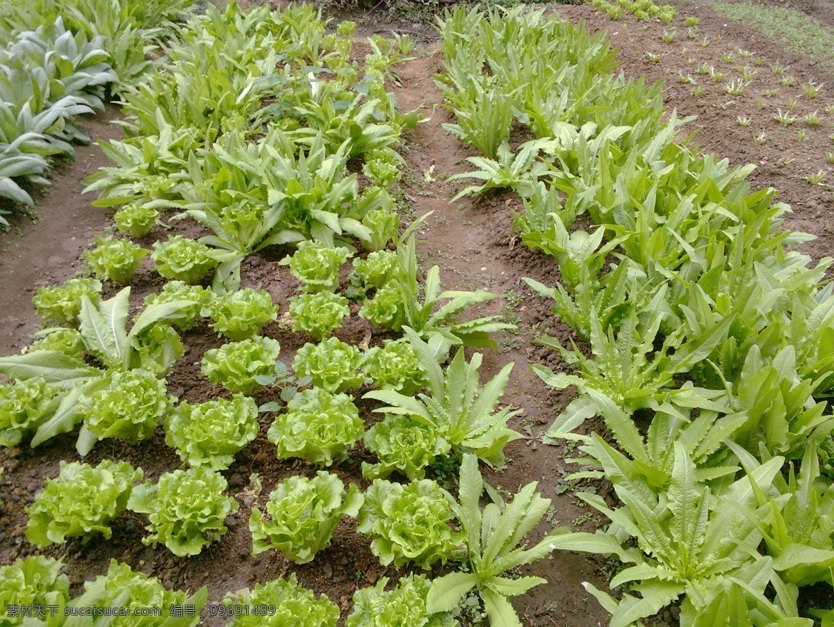 蔬菜免费下载 菜园 湖光山色 旅游摄影 青菜 生菜 蔬菜 自然风景 油麦菜 田园景观 风景 生活 旅游餐饮