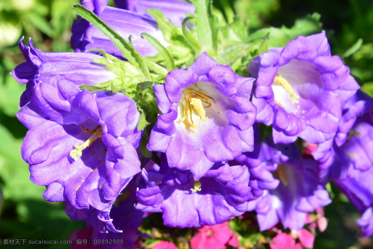 风铃草 钟花 瓦筒花 风铃花 花卉 花朵 花儿 观赏花卉 绿化景观 草本花卉 花卉大观园 生物世界 花草