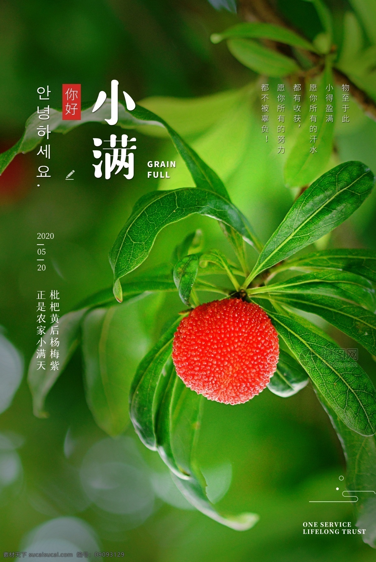 小满节气海报 小满节气图 小满节气 小满挂画 小满画册 小满灯箱 小满杂志 小满折页 小满灯片 小满微信图 小满刷屏图 芒种 小麦 麦子 麦田 二十四节气 节气图 传统节气 小满主题 节日节气 小满赶会 万物长 小满海报 节日海报