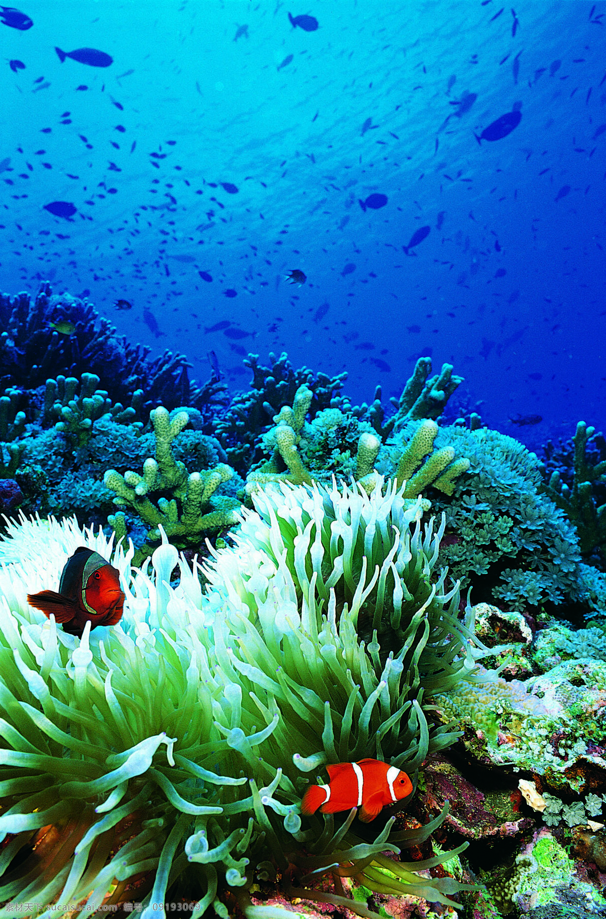 海洋生物 海底世界 海洋 礁石 生物世界 鱼 鱼类 珊蝴礁石 珊蝴 海底景色