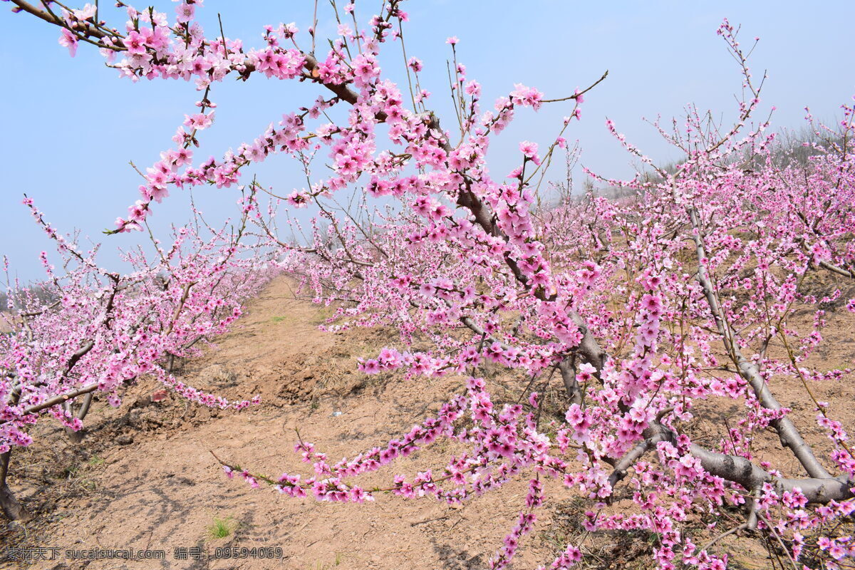 三月 桃花园 桃花 桃子 桃树 农田 赏花人 自然 天空 美景 树枝 爱情 粉红 含苞待放 农村 桃农 美丽的桃花 水蜜桃 姑娘 美 自然景观 田园风光