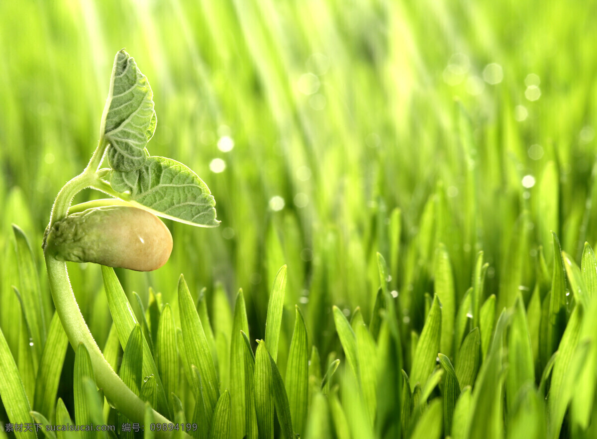 阳光 滋润 绿色植物 幼苗 植物 绿色 健康 成长 希望 清新 出土 新生 象征 种子 茁状成长 向上 破土 发芽 呵护 培养 土壤 生命力 培育 高清图片 花草树木 生物世界