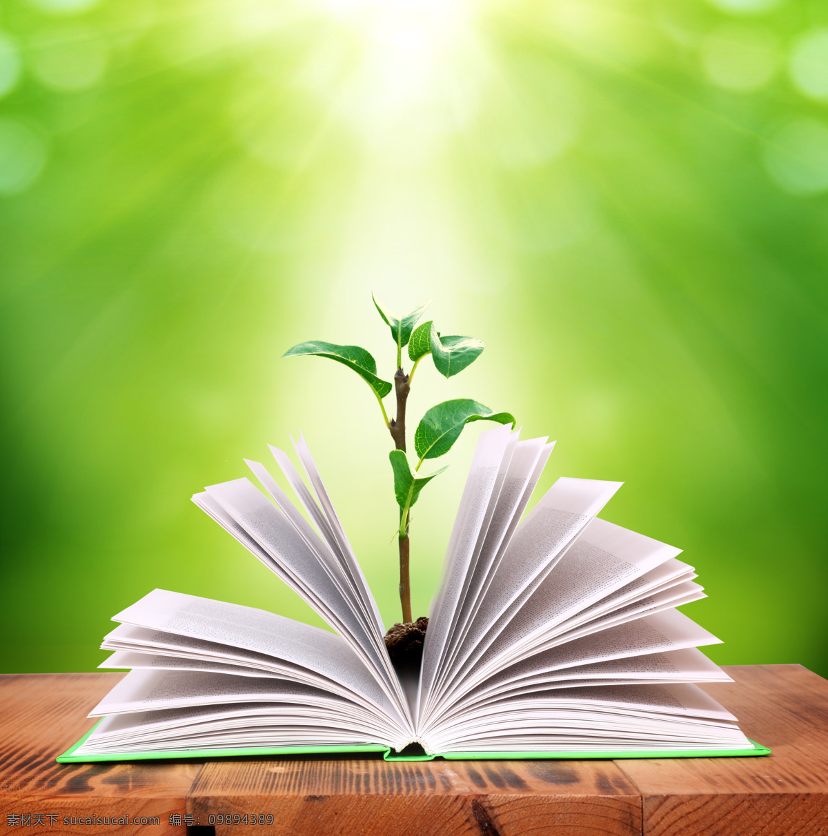 阳光 下 书本 中 小 树苗 书籍 树木 植树 环保 生态 其他类别 环境家居
