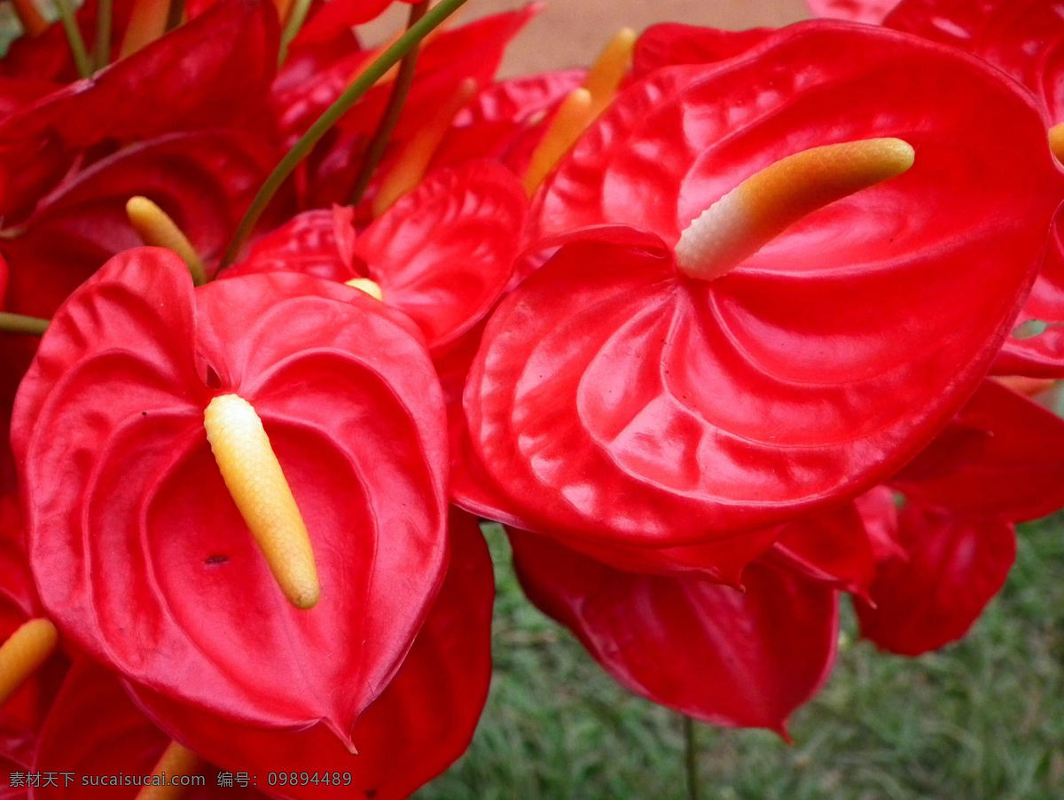 红掌 鲜花 特写 花烛 红色花朵 美丽鲜花 花卉 漂亮花朵 鲜花摄影 花烛属植物 花草树木 生物世界