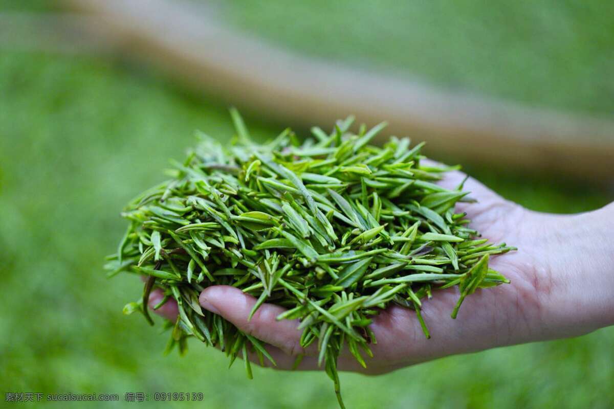 炒茶 茶 茶叶 茶叶海报 茶叶展板 茶叶素材 功夫茶 白茶 黑茶 绿茶 红茶 茗茶 苦汀茶 普洱 铁观音 毛尖 养生背景 养生展板 小清新背景 中国风背景 自然景观 自然风景