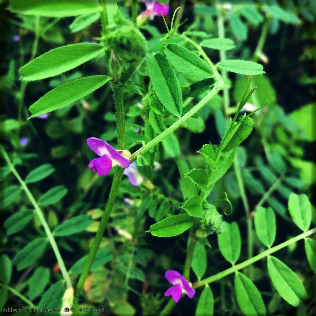 紫色小野花 紫花 野草 绿叶 春天 风景 照片 生物世界 花草