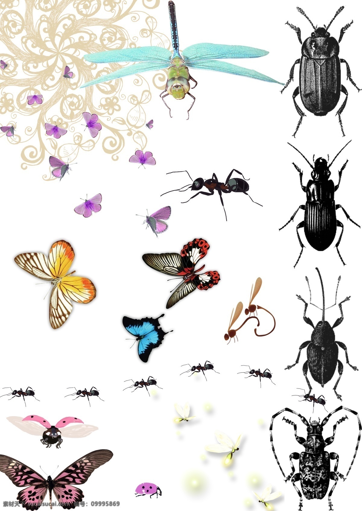 昆虫集 蝴蝶 蜻蜓 蚂蚁 萤火虫 甲虫 瓢虫 粉蝶 动物世界 昆虫 设计素材 分层 源文件