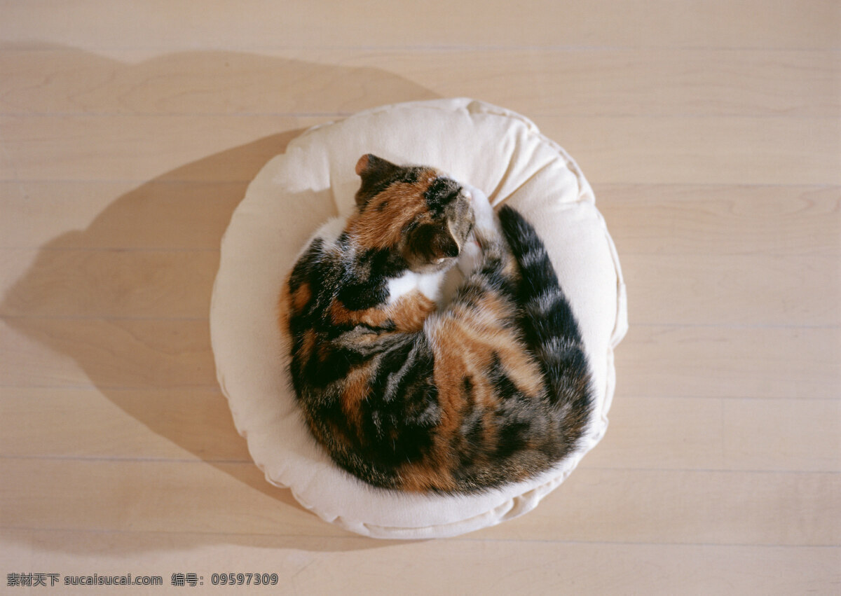 卷成一团的可爱猫猫素材图片下载-素材编号09597309-素材天下图库
