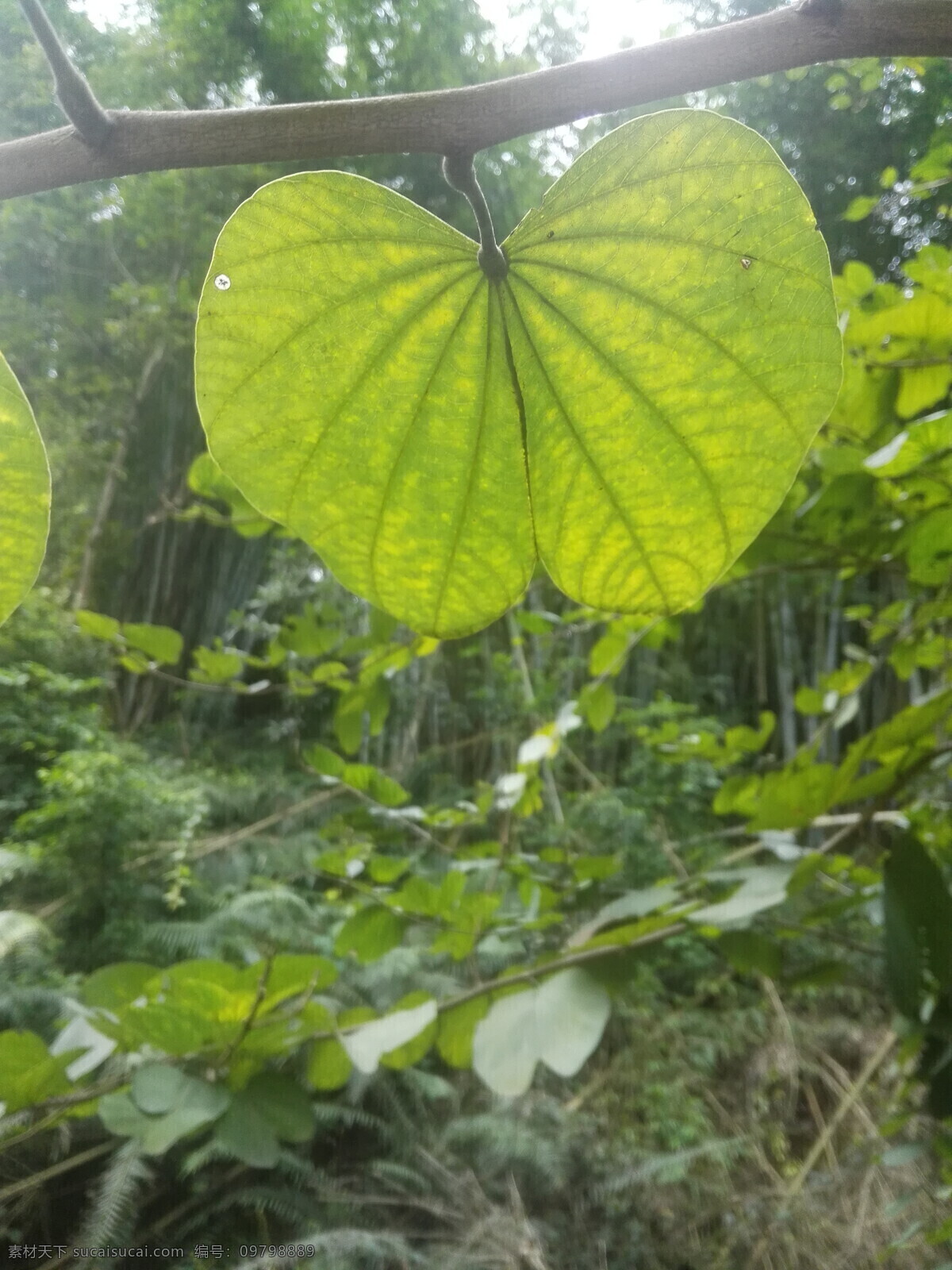 叶子 绿叶 树叶 枝叶 植物 叶脉 生物世界 树木树叶