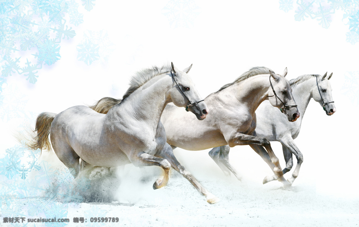 雪地 里 奔跑 白马 马 马匹 骏马 驰骋 三匹 冰天雪地 动物 摄影图库 高清图片 陆地动物 生物世界