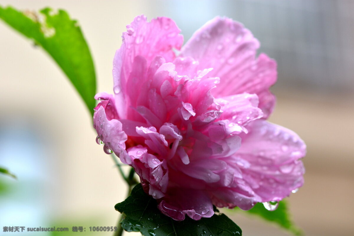 雨 后 粉色 木芙蓉 高清 花 花卉 花朵 水珠