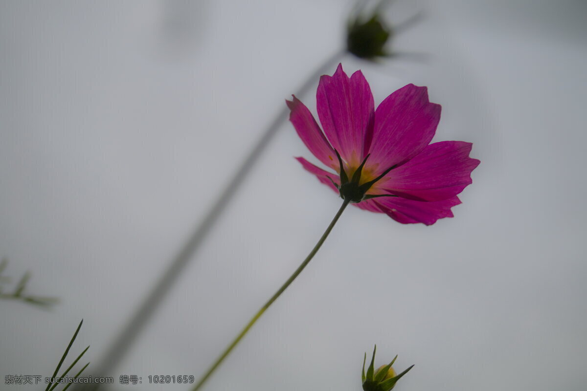 美丽 格桑 花 特写 高清 格桑花 紫色 花卉 花朵