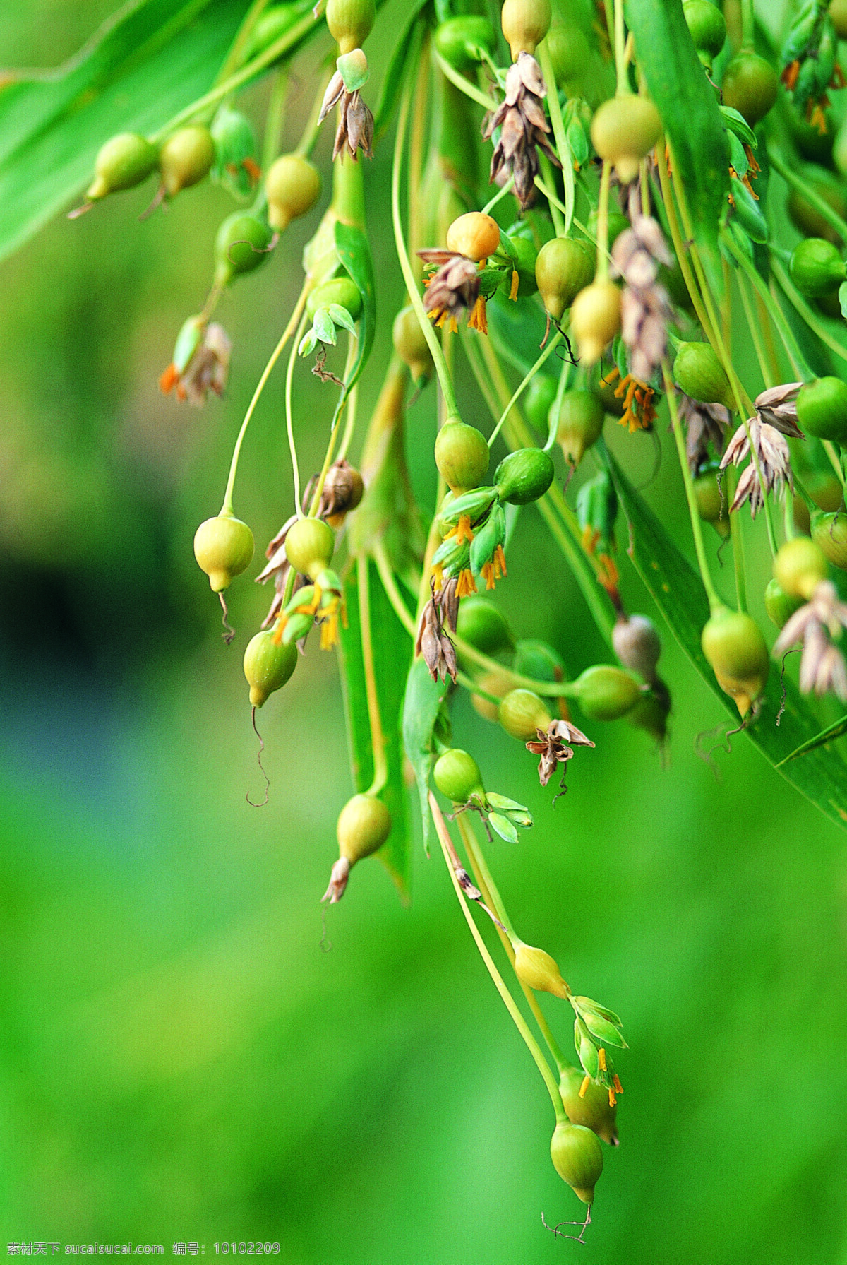 田园免费下载 菜地 豆 番茄 瓜 葫芦 辣椒 芦荟 绿色 茄子 青菜 田园 蔬菜 水稻 新鲜 无公害 生物世界