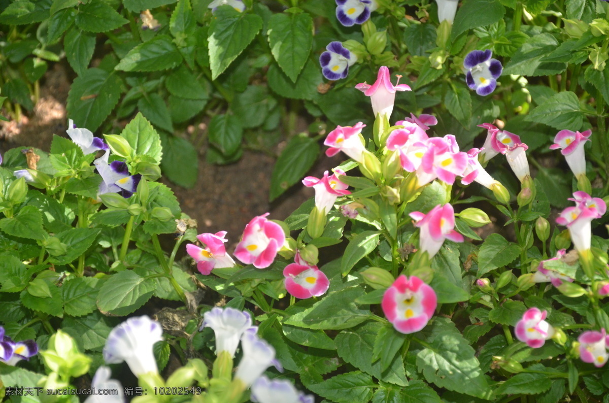 夏堇 花卉 蓝猪耳 花公草 一年生 草本 花色有白 紫红 紫蓝 喉部有斑点 花卉系列 生物世界 花草