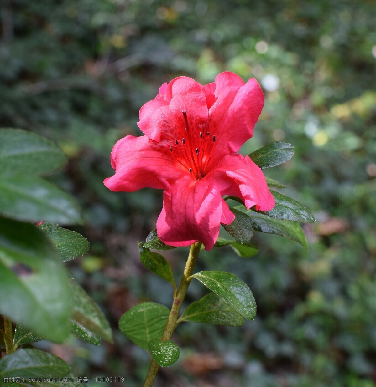 杜鹃 美丽的杜鹃花 漂亮的杜鹃花 花枝招展 繁花似锦 花卉 花语 花朵 花瓣 鲜花 生物世界 花草