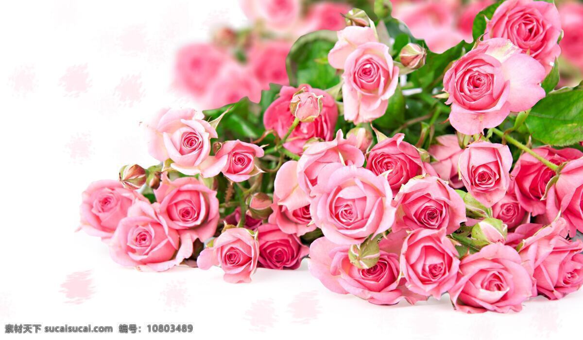 粉色 玫瑰花 红色玫瑰 红玫瑰 玫瑰 鲜艳