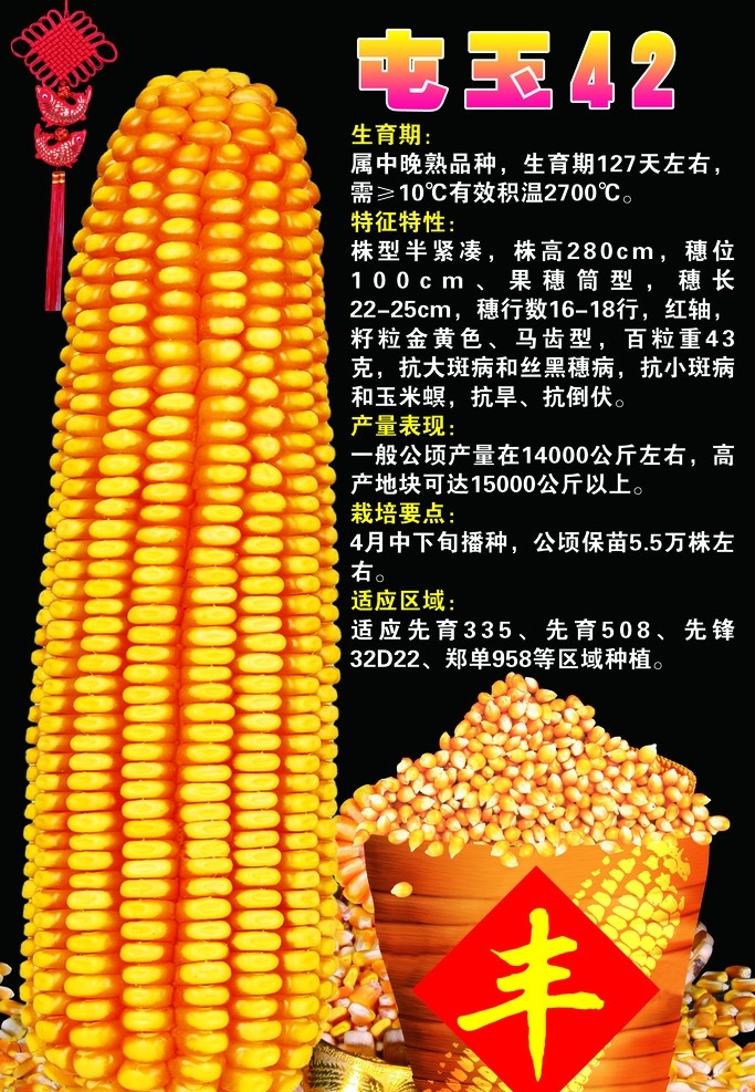 屯玉42 玉米棒 玉米粒 丰收 粮垛 种子 种业 玉米宣传 广告设计模板 dm宣传单 源文件