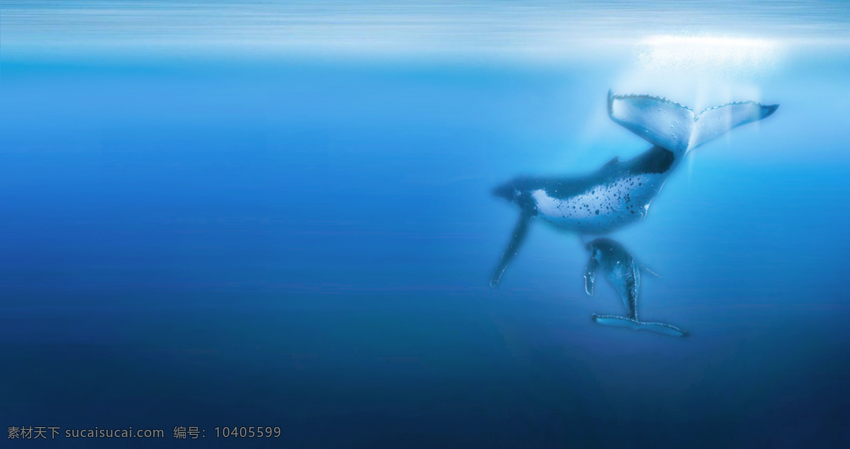 鲸鱼 海底 蓝色 生物世界 阳光 鱼类 深海鲸鱼