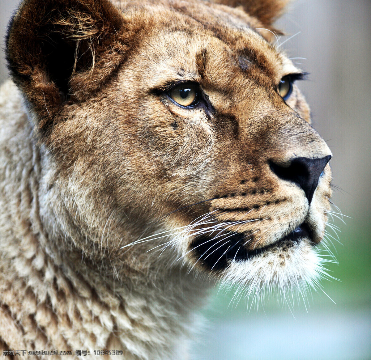 雌狮头部高清 狮子 凶猛 威猛 雌狮 头部 哺乳动物 犬科动物 动物世界 生物 摄影图 高清图片 陆地动物 生物世界 黑色
