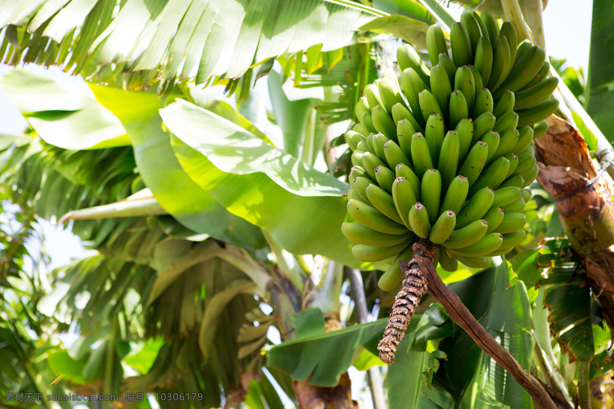 香蕉 树上 南方水果 热带水果 香蕉树 香蕉树上的 自然风景 自然景观