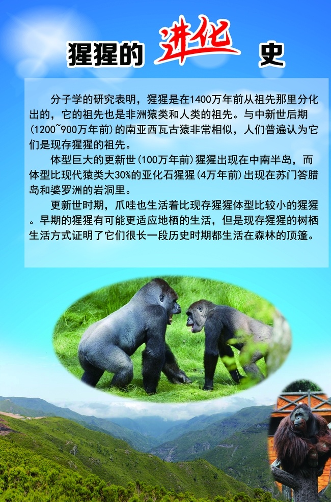 猩猩进化史 猩猩科普 猩猩 科普 进化史 动物 动物科普 动物园 草地 青山 蓝天白云 蓝天 白云 室外广告设计