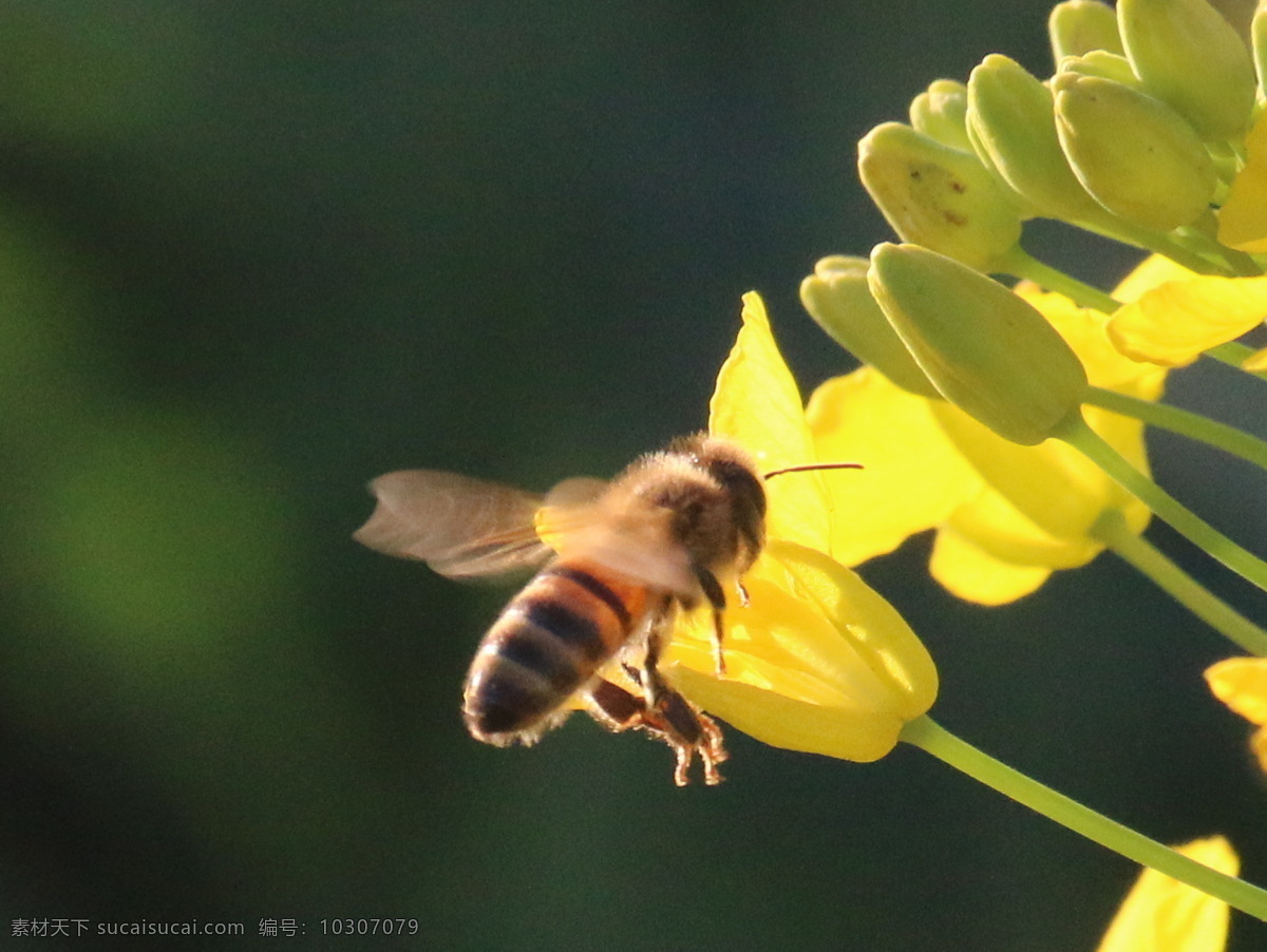 采 蜜 忙 暗香 昆虫 生物世界 小蜜蜂 油菜花 采蜜忙 采蜜 争春 斗艳