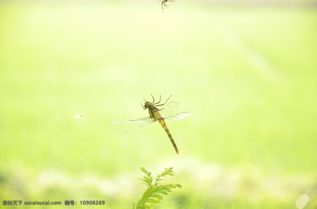 蜘蛛网 动物 昆虫 蜻蜓 生存 生物世界 近景 猎食 神奇的自然