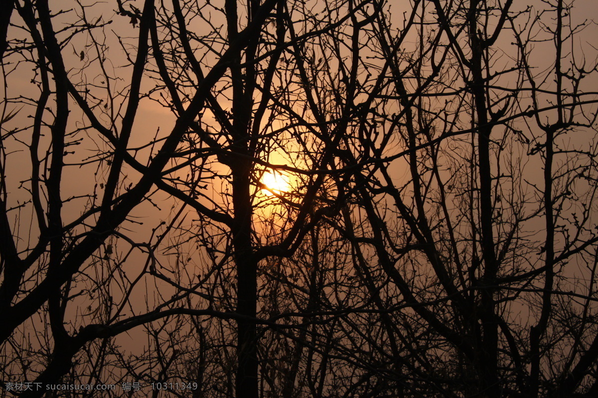 夕阳 落日 朝阳 太阳 夕阳意境 树影 树木 枣树 自然风景 自然景观