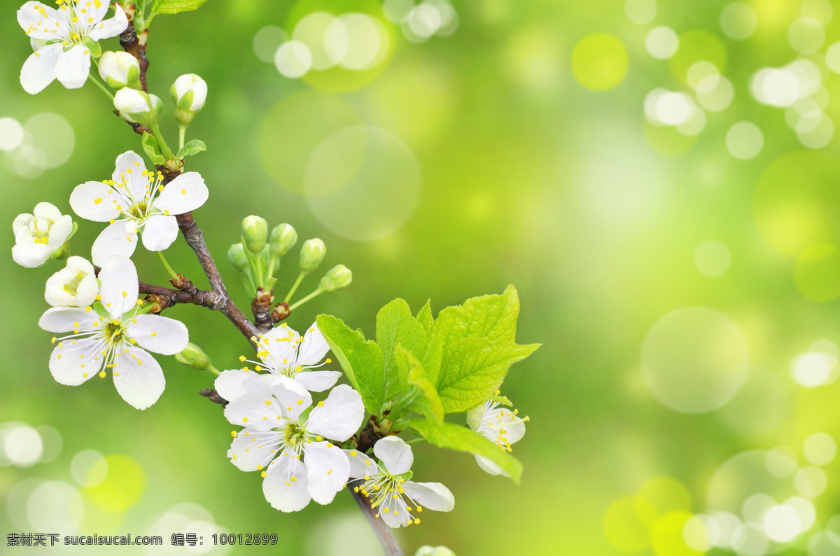 唯美 鲜花 背景 风景 季节 春天 春季 朦胧 光晕 绿色 花草树木 生物世界